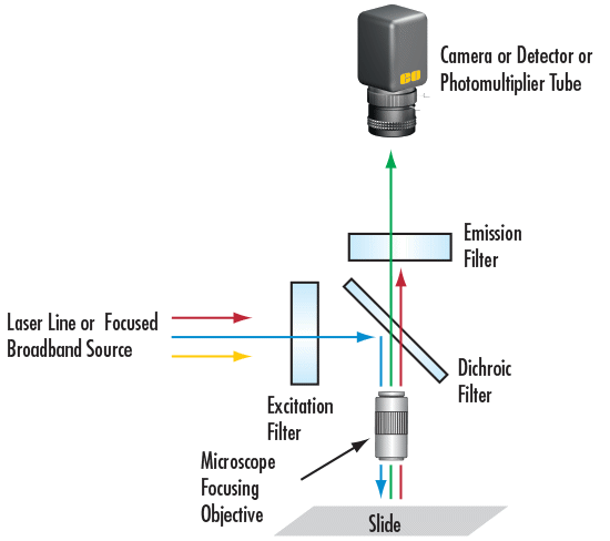 Schéma de filtrage optique de base pour la microscopie à fluorescence