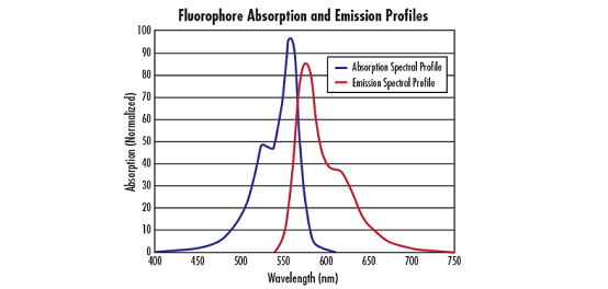Fluorophores et filtres pour la microscopie à fluorescence