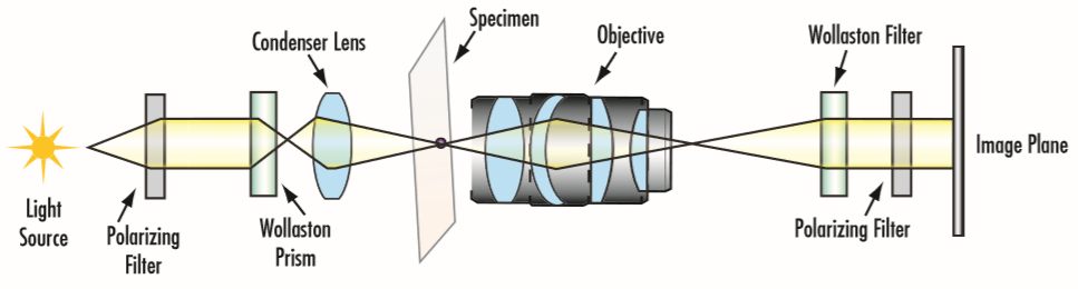 Figure 5 : Configuration typique de microscopie CID où un prisme de Wollaston divise le faisceau d’entrée en 2 états polarisés séparément
