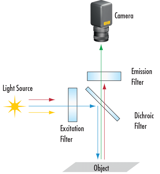 Configuration typique d'un microscope à fluorescence
