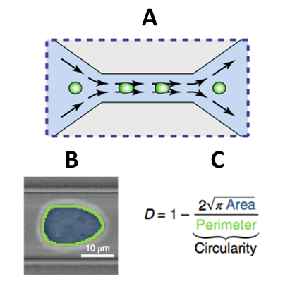 Figure 3 : (A) illustre le processus d'un RT-DC et comment des images comme (B) sont créées à l'aide de l'imagerie en champ clair pour résoudre le DI des cellules imagées (C).